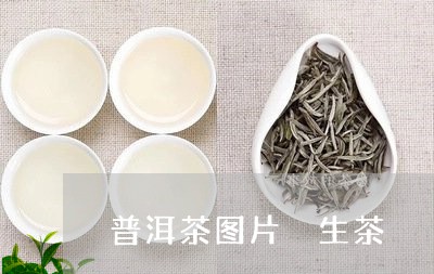 普洱茶图片 生茶/2023041039281